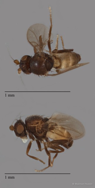 Sphaeroceridae sp. "ZRCBDP0092278" • © Maimon Hussin • All Rights Reserved