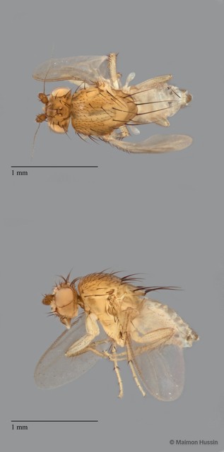 Sphaeroceridae sp. "ZRCBDP0092288" • © Maimon Hussin • All Rights Reserved