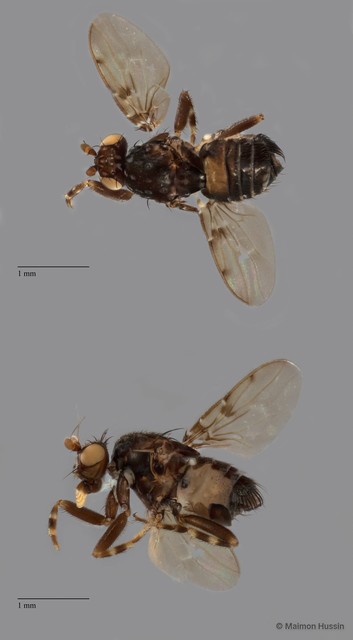 Sphaeroceridae sp. "ZRCBDP0092301" • © Maimon Hussin • All Rights Reserved
