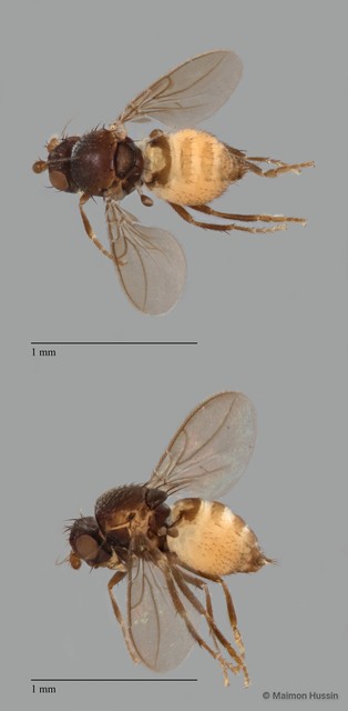 Sphaeroceridae sp. "ZRCBDP0092316" • © Maimon Hussin • All Rights Reserved