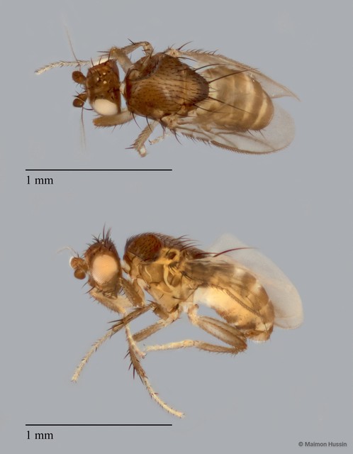 Sphaeroceridae sp. "ZRCBDP0092341" • © Maimon Hussin • All Rights Reserved
