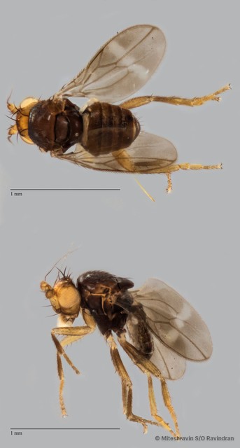 Sphaeroceridae sp. "ZRCBDP0093101" • © Miteshravin S/O Ravindran • All Rights Reserved