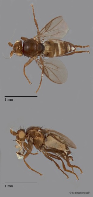 Sphaeroceridae sp. "ZRCBDP0104863" • © Maimon Hussin • All Rights Reserved