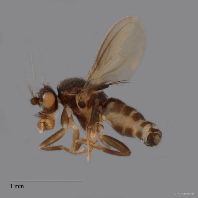 Sphaeroceridae sp. "ZRCBDP0104907" • © Maimon Hussin • All Rights Reserved