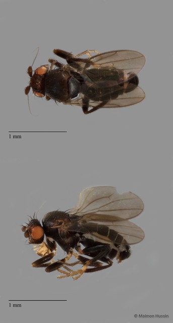 Sphaeroceridae sp. "ZRCBDP0104913" • © Maimon Hussin • All Rights Reserved