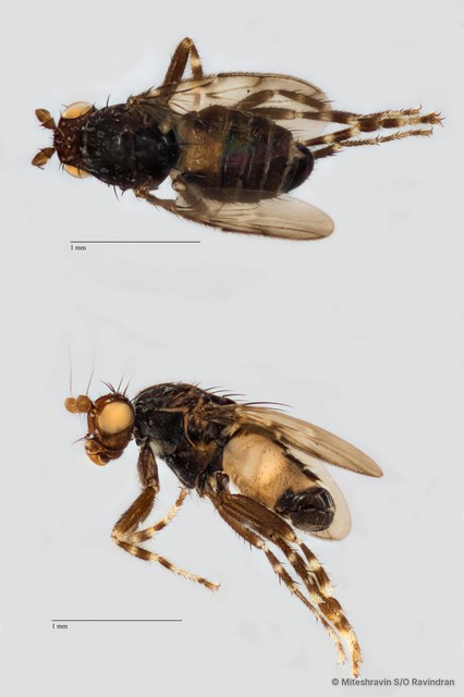 Sphaeroceridae sp. "ZRCBDP0104986" • © Miteshravin S/O Ravindran • All Rights Reserved