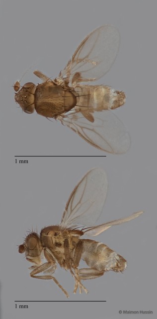 Sphaeroceridae sp. "ZRCBDP0105034" • © Maimon Hussin • All Rights Reserved