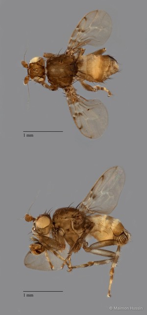 Sphaeroceridae sp. "ZRCBDP0105467" • © Maimon Hussin • All Rights Reserved