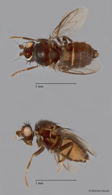 Sphaeroceridae sp. "ZRCBDP0105511" • © Maimon Hussin • All Rights Reserved