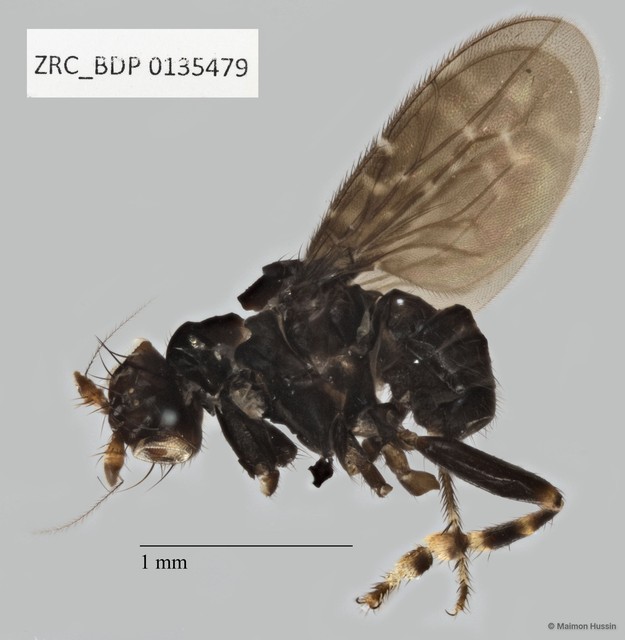 Sphaeroceridae sp. "ZRCBDP0135479" • © Maimon Hussin • All Rights Reserved