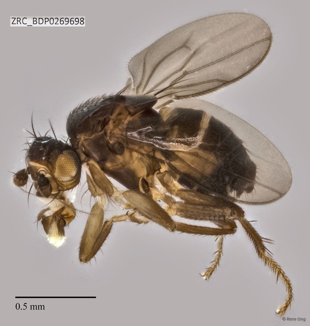 Sphaeroceridae sp. "ZRCBDP0269698" • © Rene Ong • All Rights Reserved
