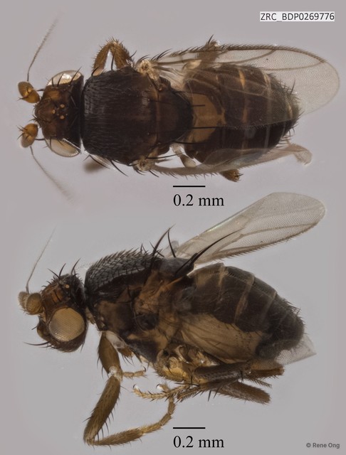 Sphaeroceridae sp. "ZRCBDP0269776" • © Rene Ong • All Rights Reserved