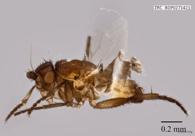 Sphaeroceridae sp. "ZRCBDP0271421" • © Rene Ong • All Rights Reserved