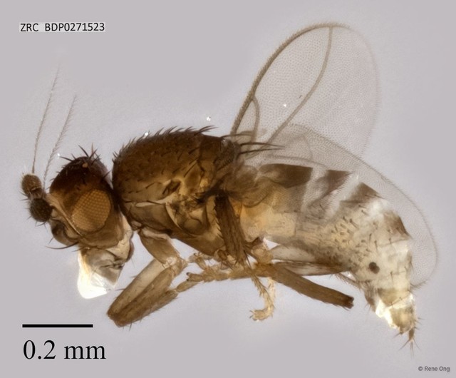 Sphaeroceridae sp. "ZRCBDP0271523" • © Rene Ong • All Rights Reserved