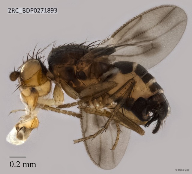Limosininae sp. "ZRCBDP0271893" • © Rene Ong • All Rights Reserved