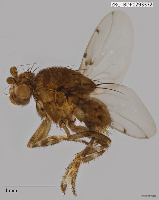 Sphaeroceridae sp. "ZRCBDP0293372" • © Rene Ong • All Rights Reserved