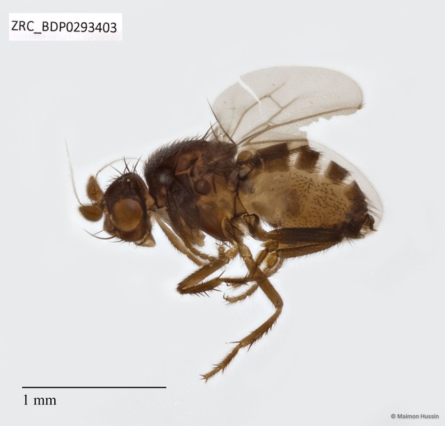 Sphaeroceridae sp. "ZRCBDP0293403" • © Maimon Hussin • All Rights Reserved