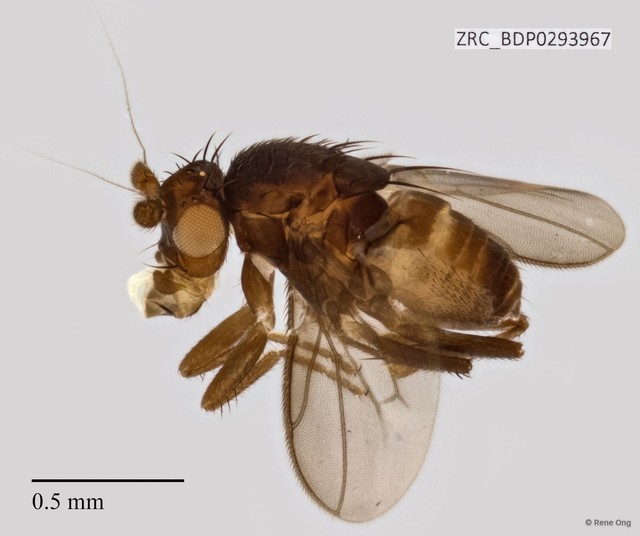 Sphaeroceridae sp. "ZRCBDP0293967" • © Rene Ong • All Rights Reserved