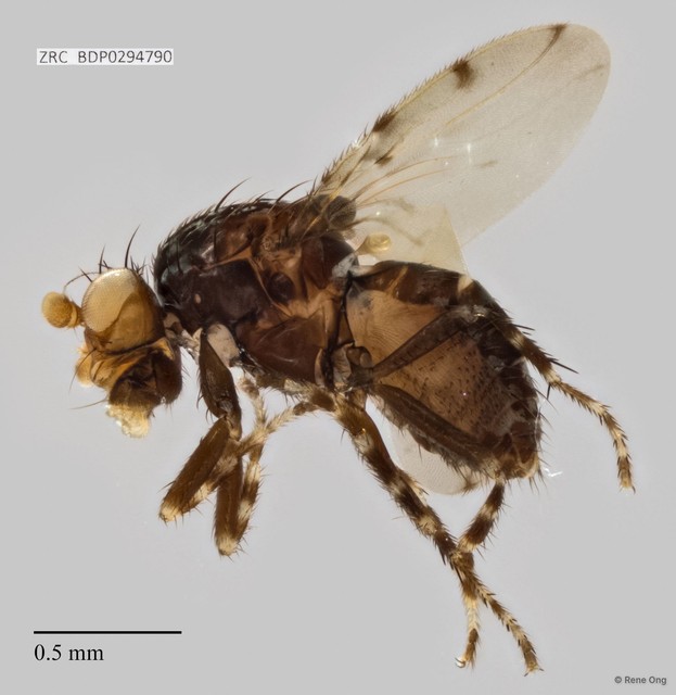 Sphaeroceridae sp. "ZRCBDP0294790" • © Rene Ong • All Rights Reserved