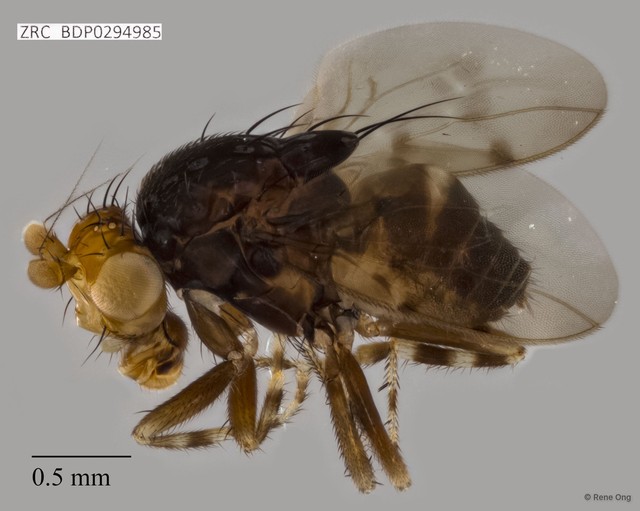 Sphaeroceridae sp. "ZRCBDP0294985" • © Rene Ong • All Rights Reserved