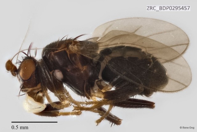Sphaeroceridae sp. "ZRCBDP0295457" • © Rene Ong • All Rights Reserved