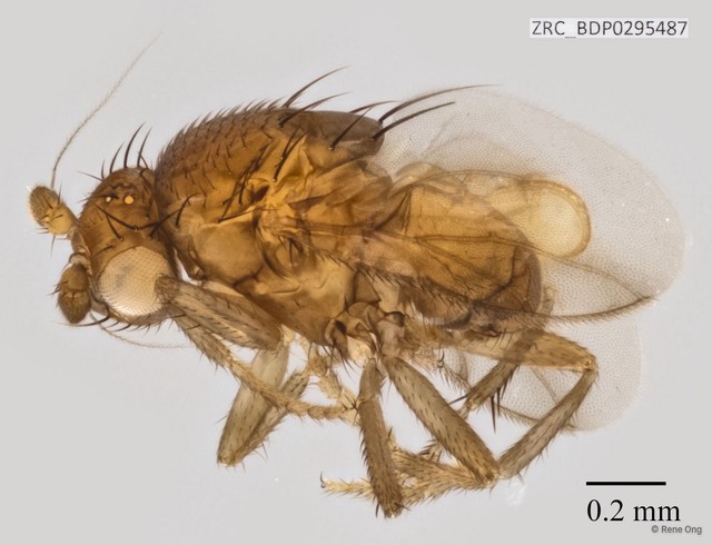 Sphaeroceridae sp. "ZRCBDP0295487" • © Rene Ong • All Rights Reserved