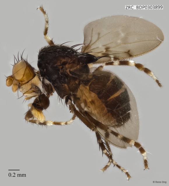 Sphaeroceridae sp. "ZRCBDP0303899" • © Rene Ong • All Rights Reserved