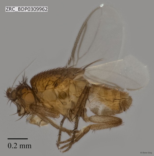 Sphaeroceridae sp. "ZRCBDP0309962" • © Rene Ong • All Rights Reserved