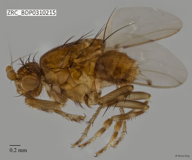Sphaeroceridae sp. "ZRCBDP0310215" • © Rene Ong • All Rights Reserved