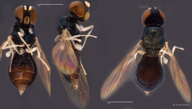 Pachygastrinae sp. "cf. Abiomyia ZRCBDP0050050" • © Arina Adom • All Rights Reserved