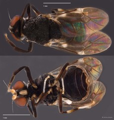Stratiomyidae sp. "cf. Camptopteromyia ZRCBDP0050046"