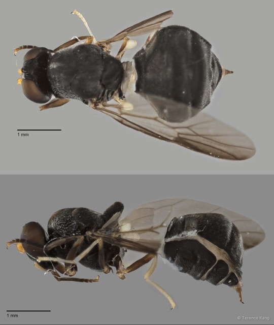 Pachygastrinae sp. "cf. Cibotogaster ZRCBDP00161914" • © Terence Kang • All Rights Reserved