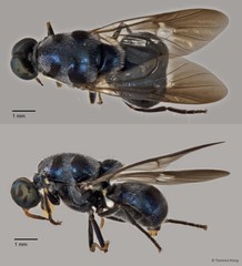 Pachygastrinae sp. "cf. Cibotogaster ZRCBDP0016983/0016984" • © Terence Kang • All Rights Reserved