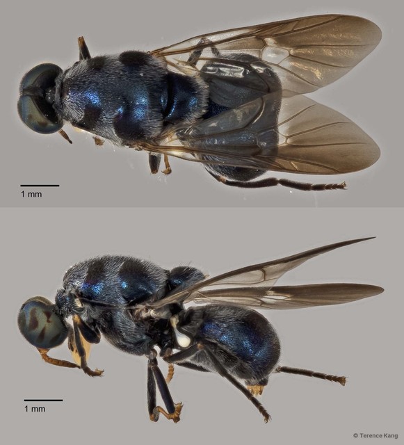 Pachygastrinae sp. "cf. Cibotogaster ZRCBDP0016983/0016984" • © Terence Kang • All Rights Reserved