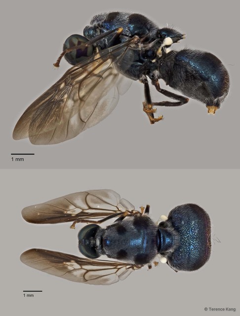 Pachygastrinae sp. "cf. Cibotogaster ZRCBDP0016983/0016984"