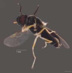 Stratiomyidae sp. "cf. Oxycera/Pachygasterinae ZRCBDP0051634"