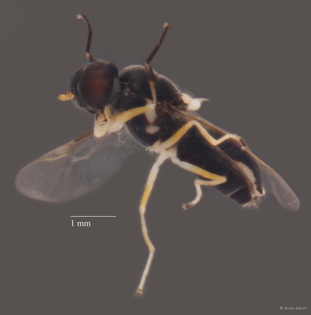 Stratiomyidae sp. "cf. Oxycera/Pachygasterinae ZRCBDP0051634" • © Arina Adom • All Rights Reserved