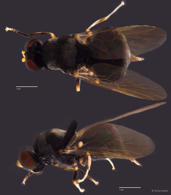 Stratiomyidae sp. "gen n. nr. Cheorismenus ZRCBDP0049538" • © Arina Adom • All Rights Reserved