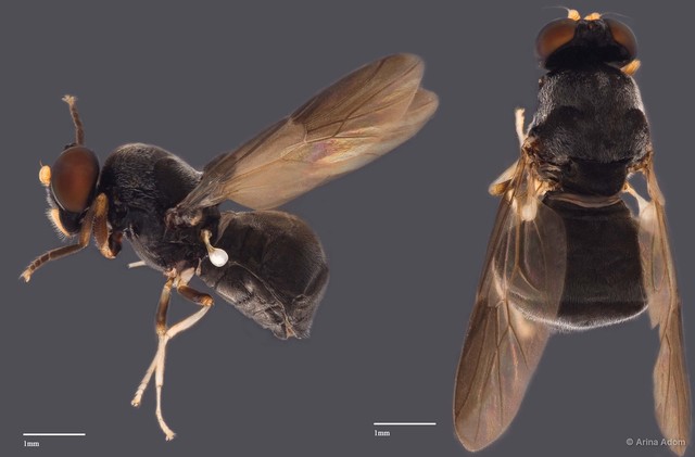 Stratiomyidae sp. "gen n. nr. Cheorismenus ZRCBDP0049574" • © Arina Adom • All Rights Reserved