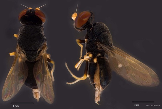 Pachygastrinae sp. "ZRCBDP0050054" • © Arina Adom • All Rights Reserved