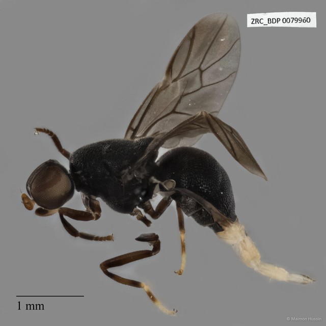 Stratiomyidae sp. "ZRCBDP0079865" • © Maimon Hussin • All Rights Reserved