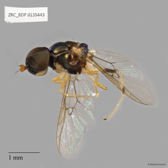 Stratiomyidae sp. "ZRCBDP0135443" • © Maimon Hussin • All Rights Reserved