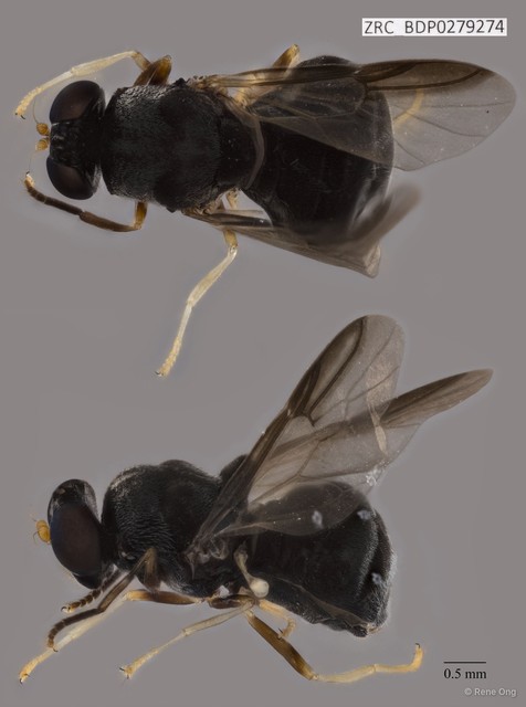 Pachygastrinae sp. "ZRCBDP0279274" • © Rene Ong • All Rights Reserved