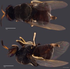 Argyrobrithes sp. "ZRCBDP0050021"