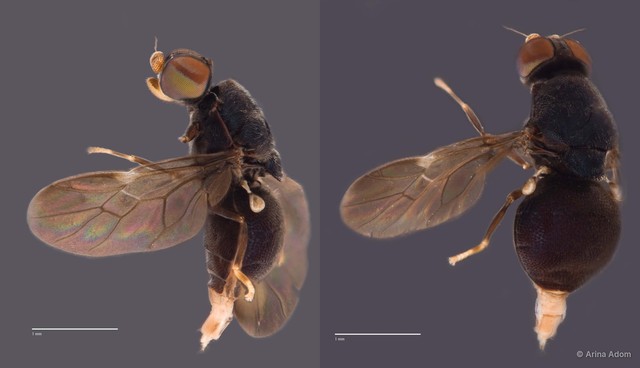 Camptopteromyia sp. "ZRCBDP0049967 / ZRCBDP0063642" • © Arina Adom • All Rights Reserved
