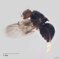 Camptopteromyia sp. "ZRCBDP0049967 / ZRCBDP0063642" • © Arina Adom • All Rights Reserved