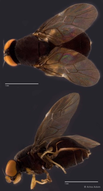 Camptopteromyia sp. "ZRCBDP0049994" • © Arina Adom • All Rights Reserved