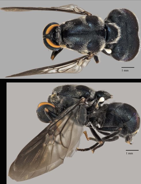 Cibotogaster sp. "ZRCBDP0038958" • © Terence Kang • All Rights Reserved