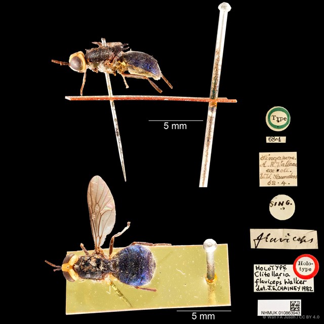 Cyphomyia flaviceps • © Wan FA Jusoh • CC BY 4.0