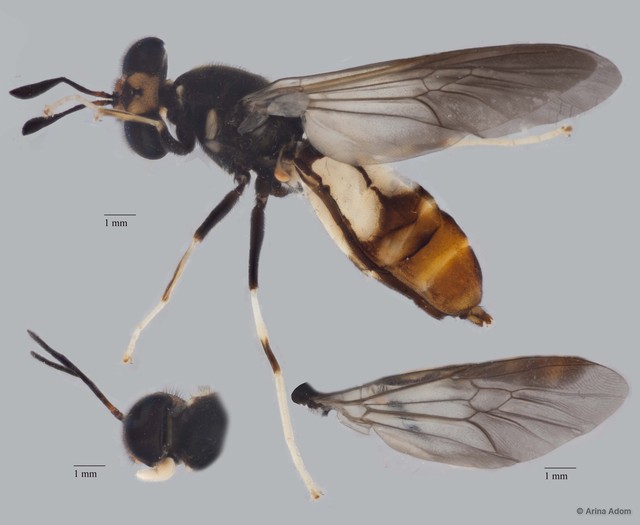 Hermetia sp. "ZRCBDP0051422" • © Arina Adom • All Rights Reserved